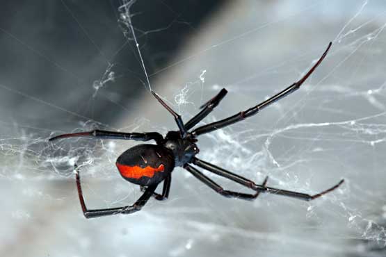 redback