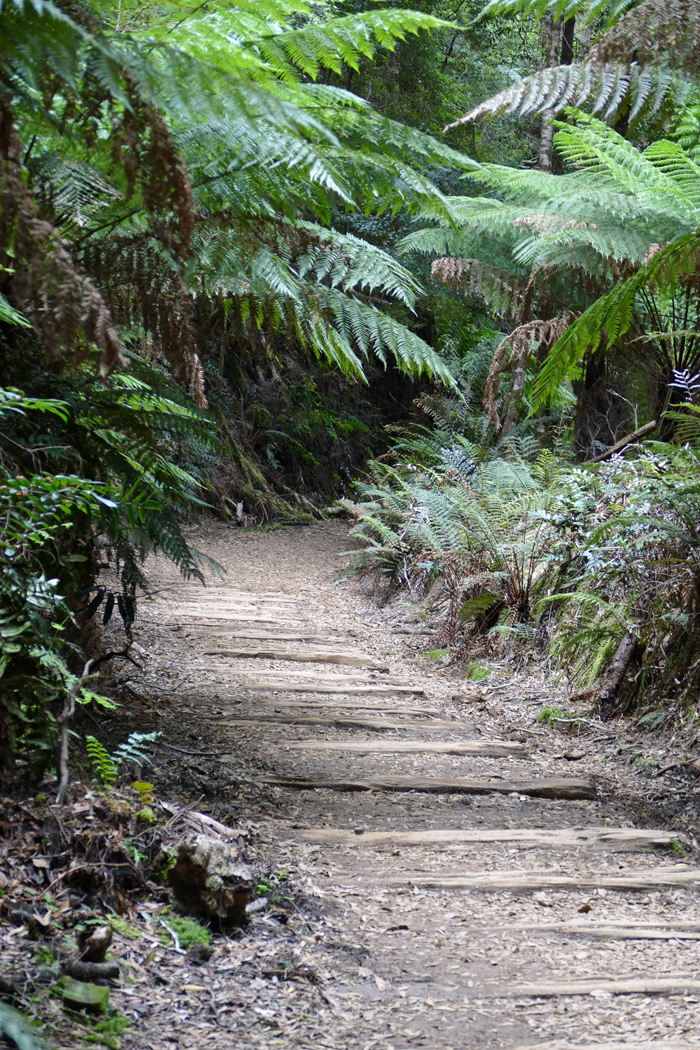 The old Tramway Track