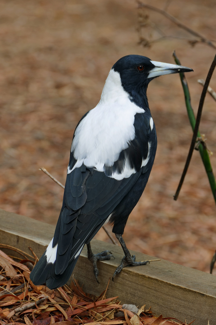 Australian magpie