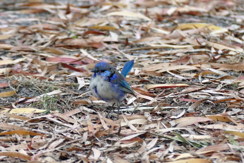 Blue Wren II