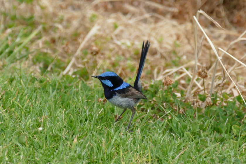 Blue wren