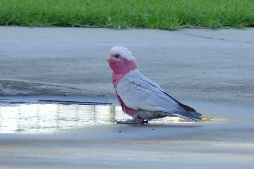 Galah