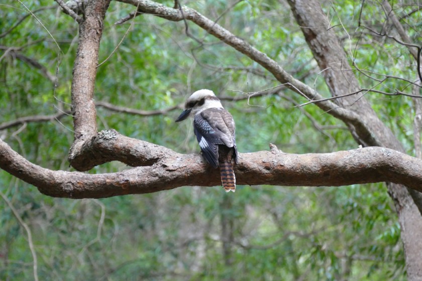 Kookaburra