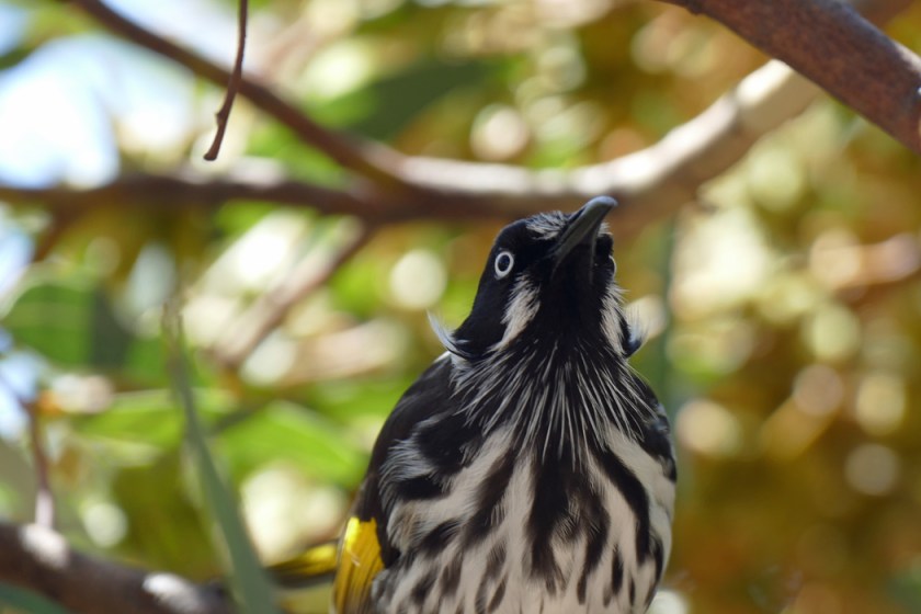 New Holland Honeyeater II