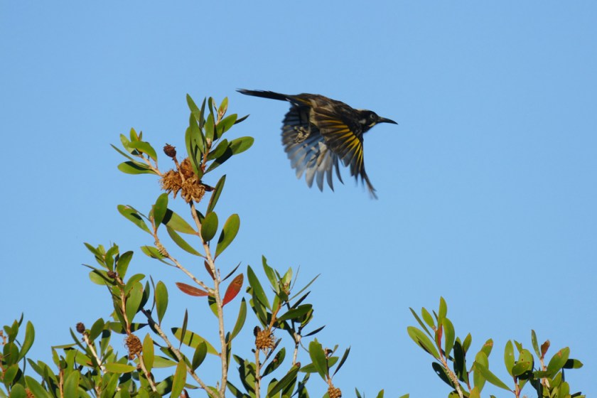 New Holland Honeyeater III
