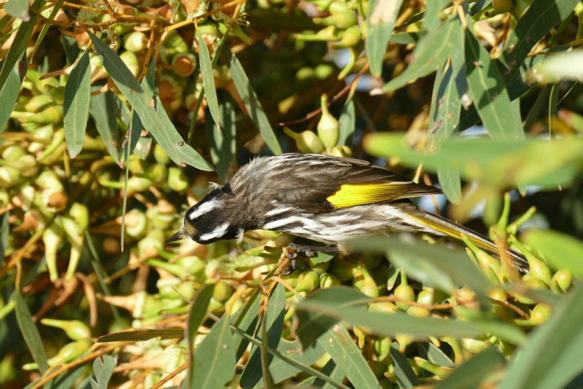 New Holland Honeyeater