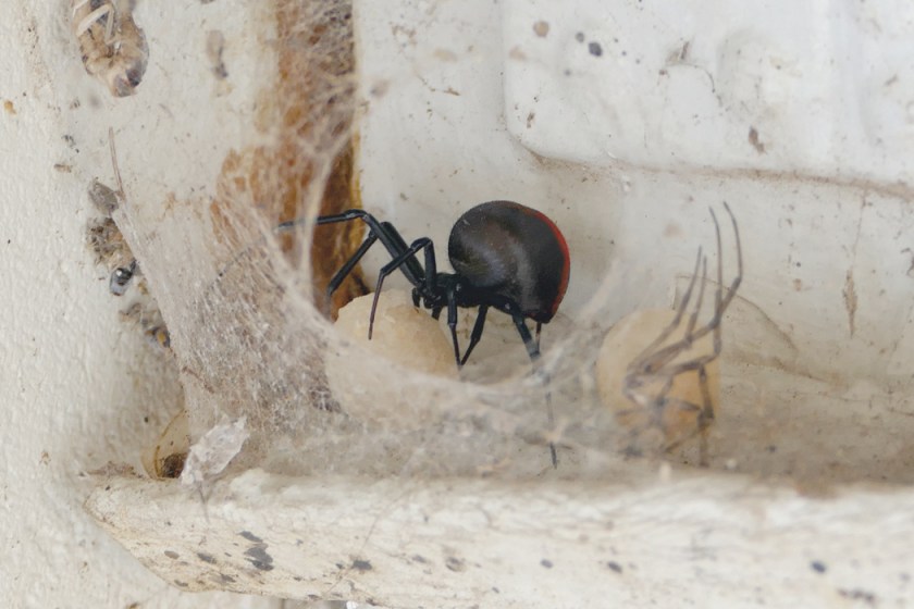 Redback Spider