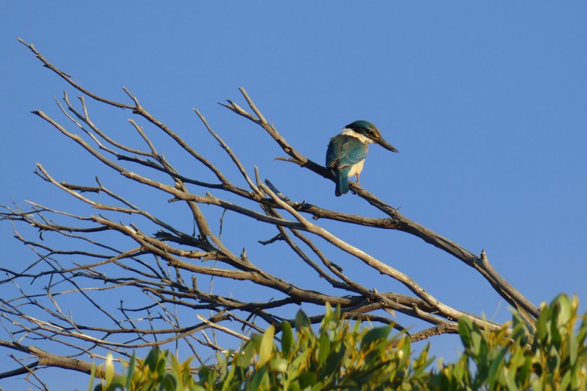 Sacred Kingfisher