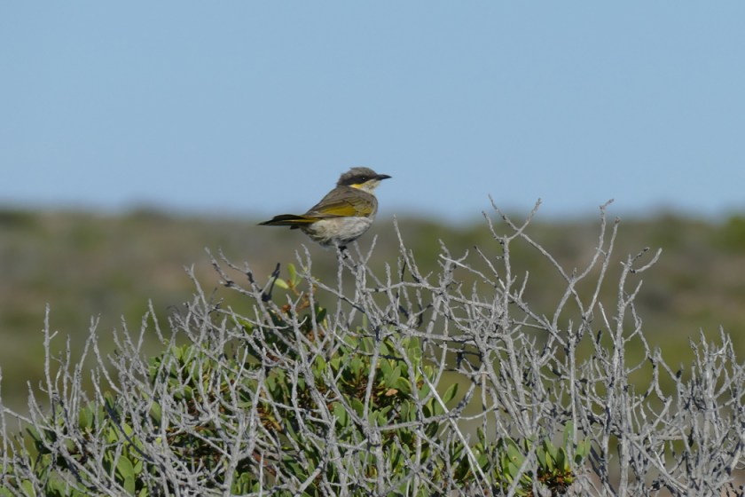 Singing Honeyeater
