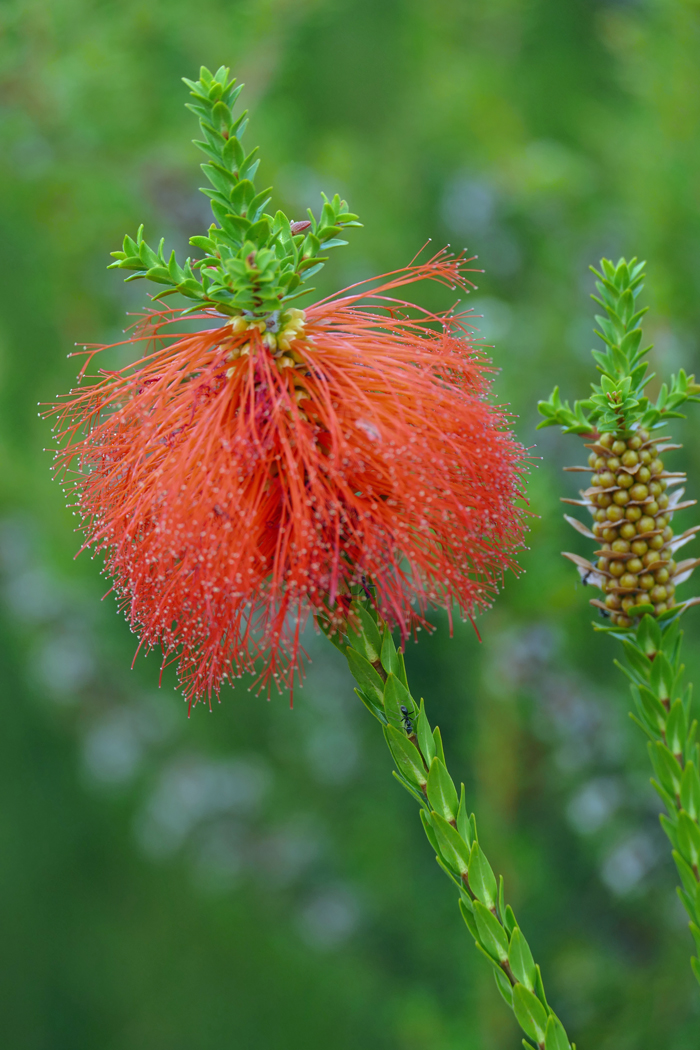 Swamp bottlebrush