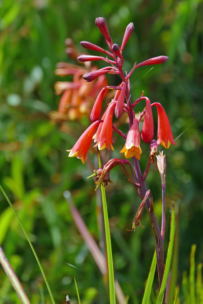 Tasmanian Christmas Bell