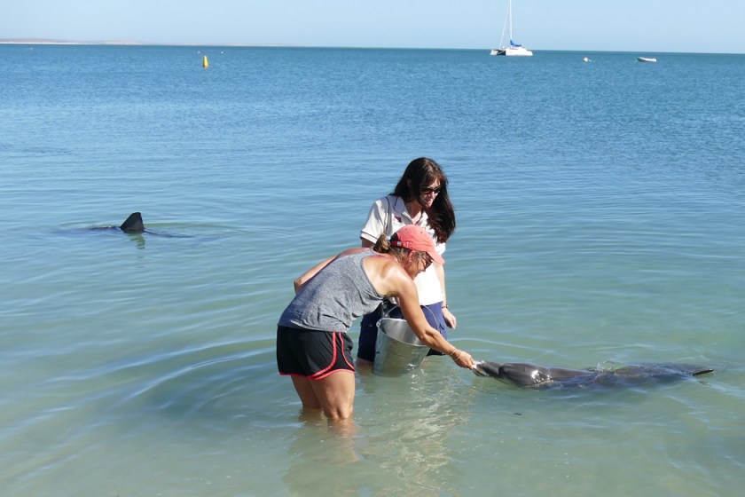 Feeding dolphins