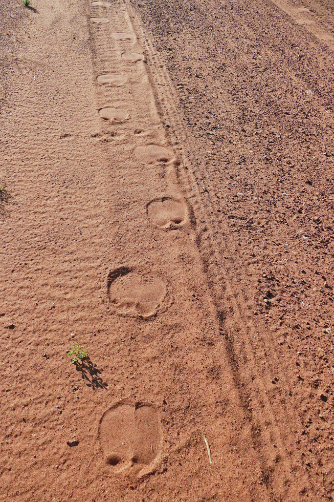 Camel tracks