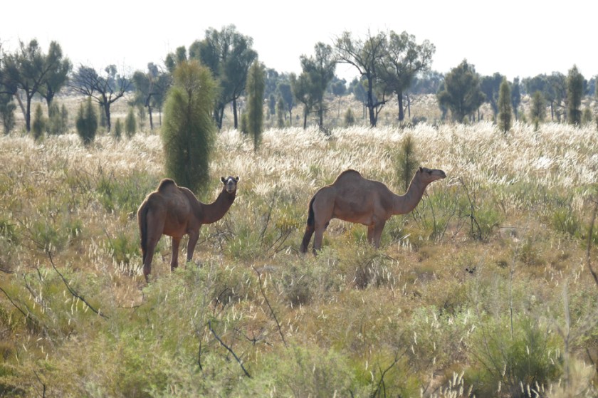 Camels