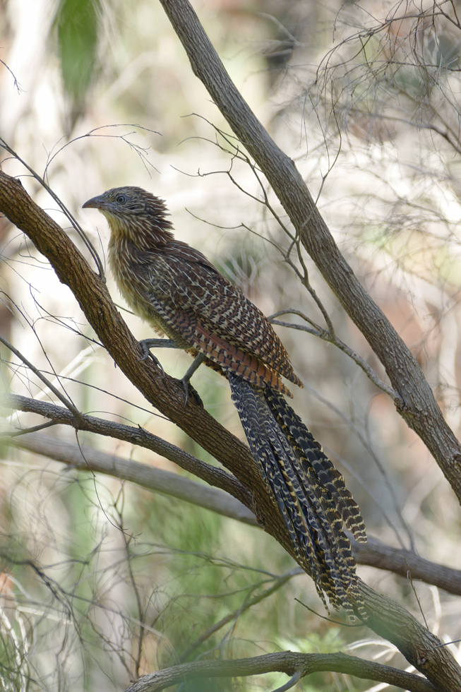 Pheasant Coucal
