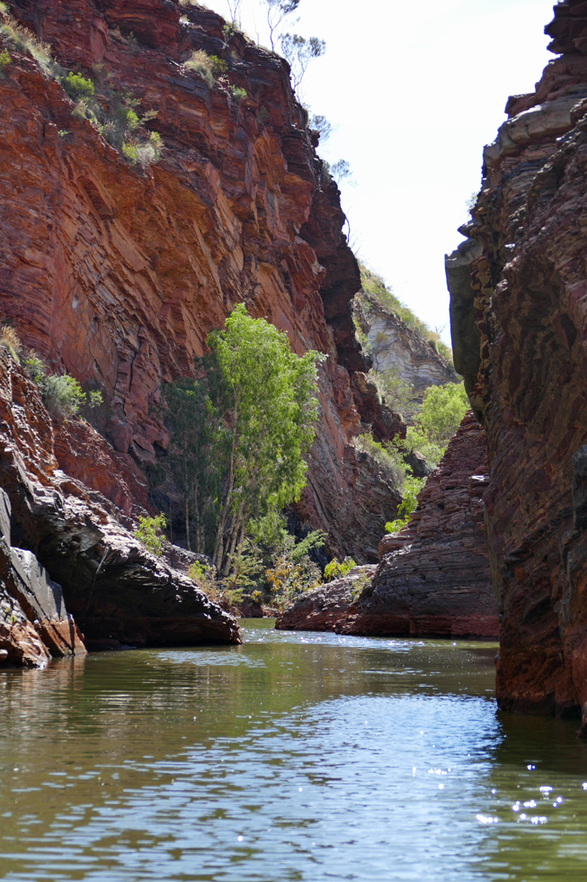 Swimming in Hamersley Gorge