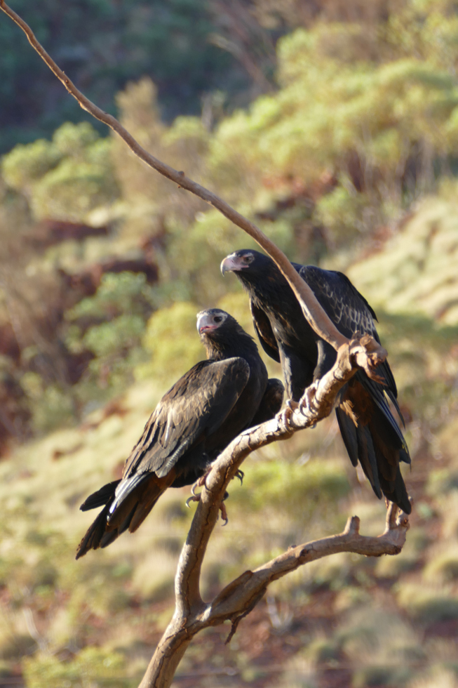 Two wedge-tailed eagles