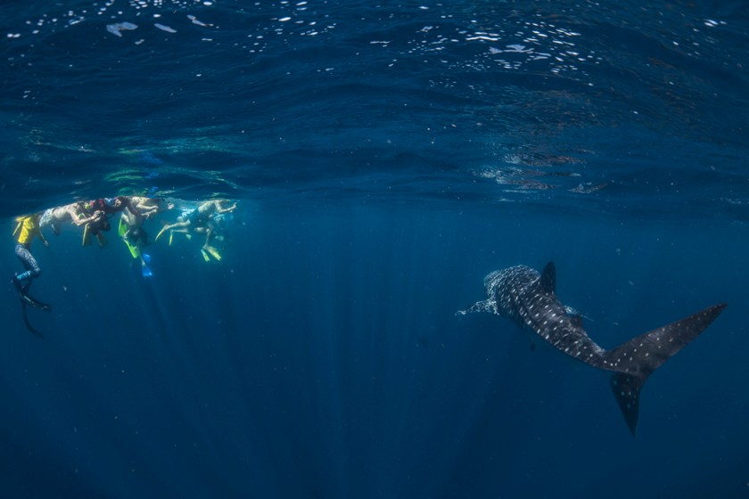 Whale shark