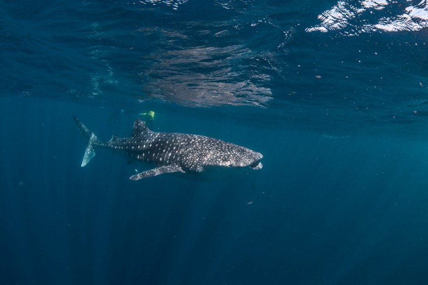 Whale shark2