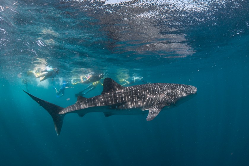 Whale shark3