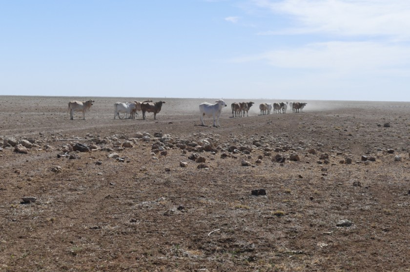 Cattle in the Tablelands