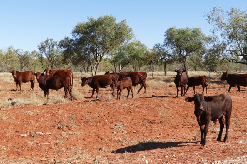 Driving through cattle land
