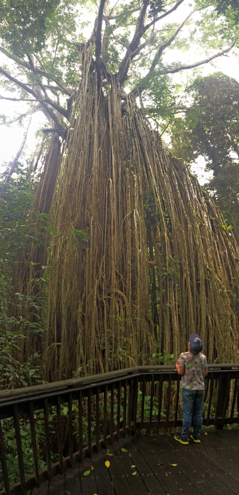 Robin in front of the Curtain Fig