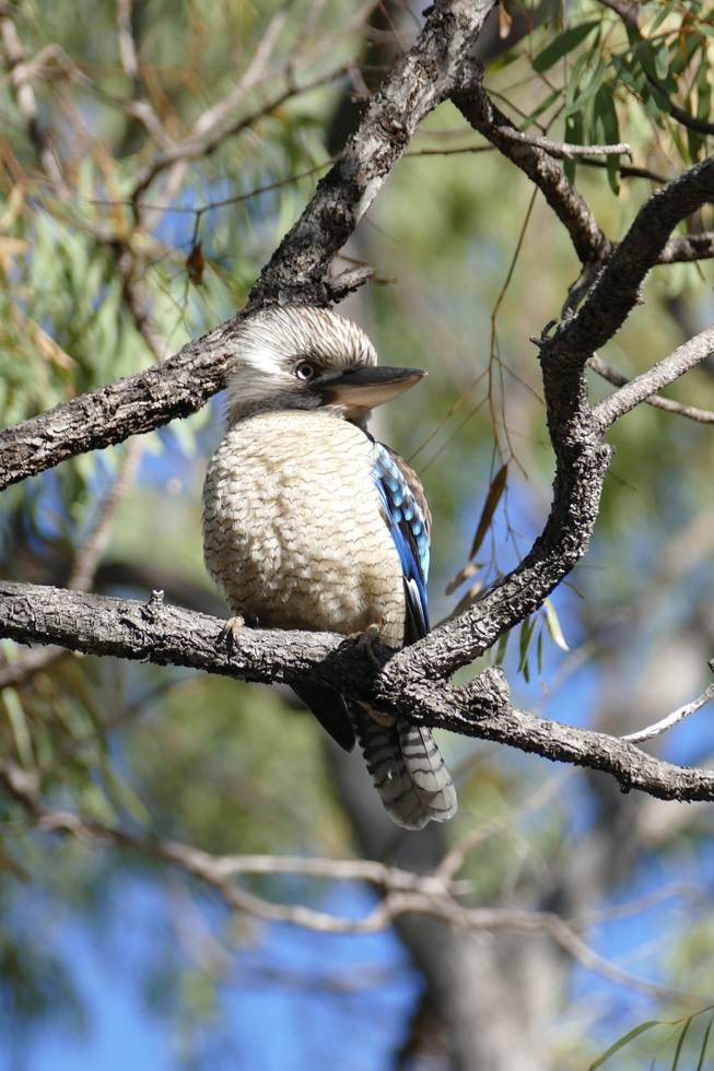 Blue-winged Kokaburra