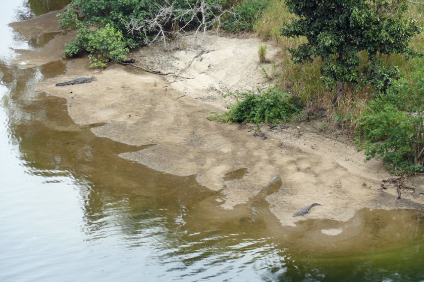 Crocs on the river bank