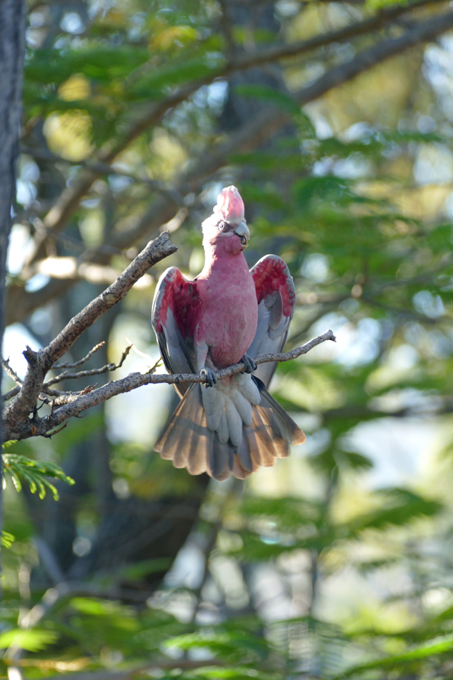 Galah