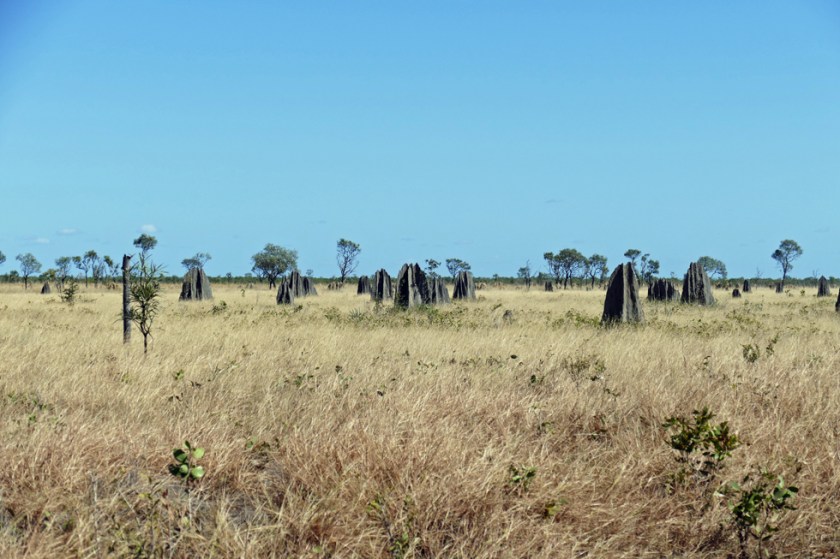 Magnetic termite mounds