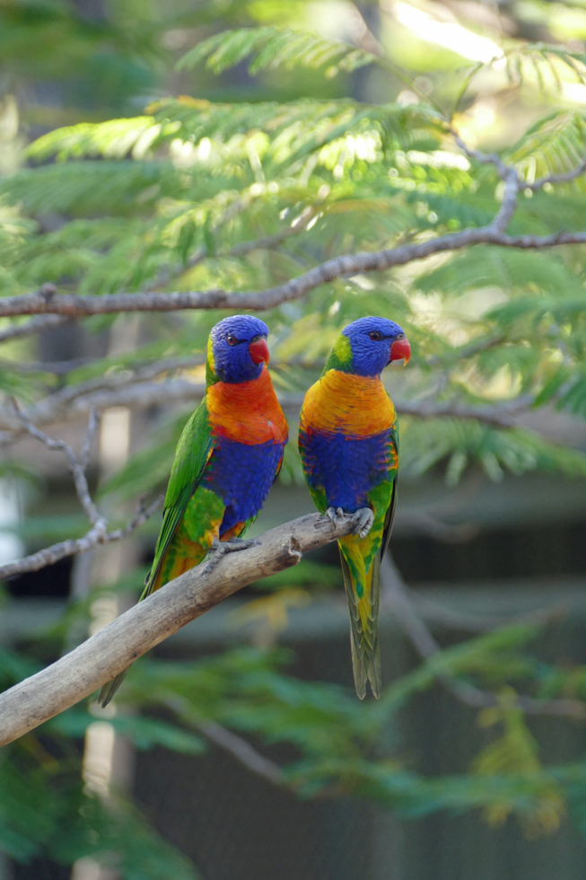 Rainbow Lorikeets