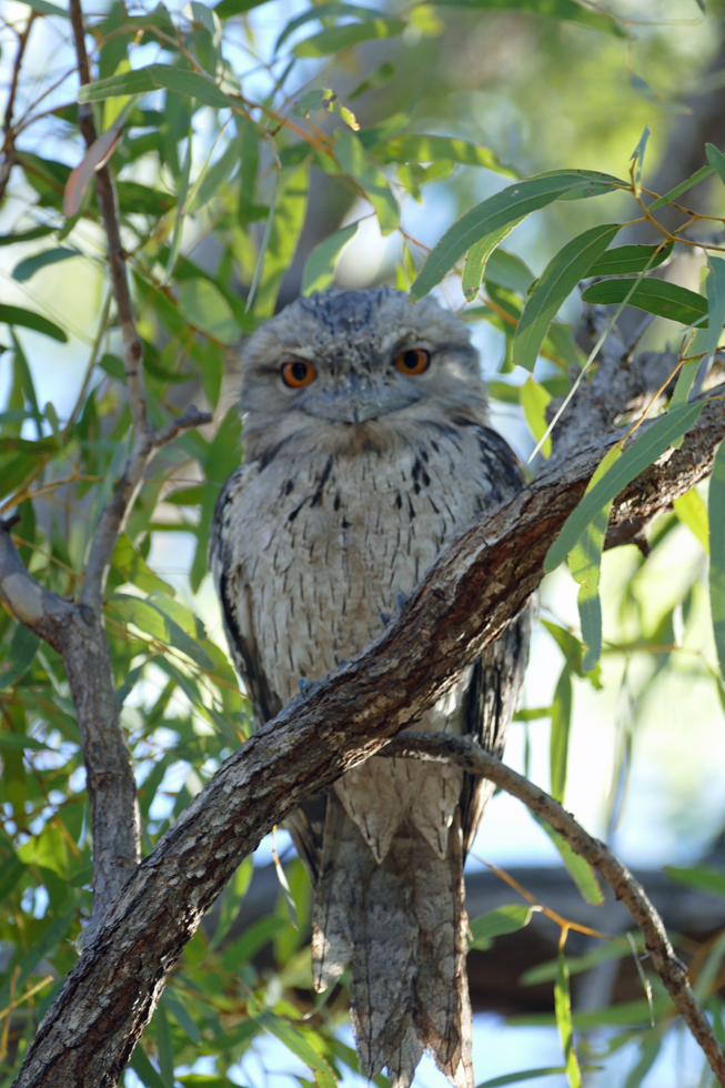 Tawny Frogmouth