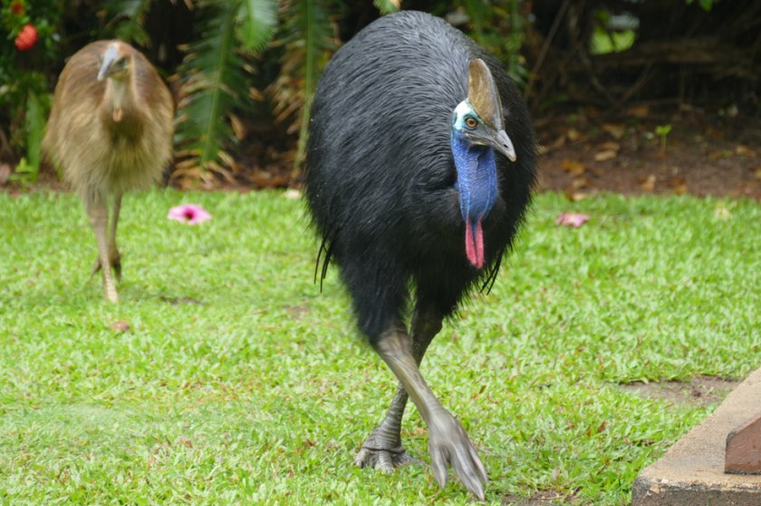 Cassowary