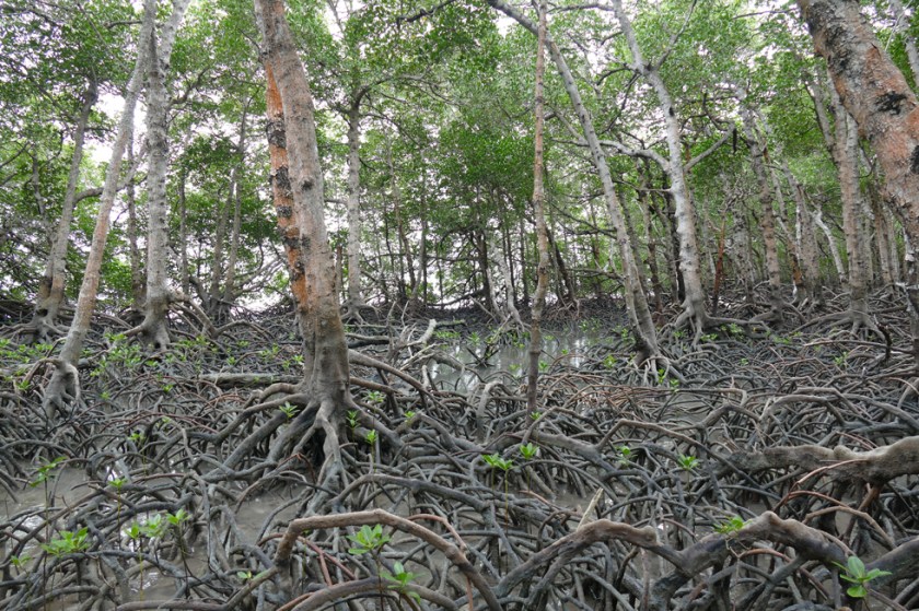 Mangroves