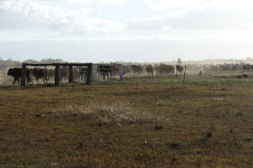 Mustering at Bramwell Station