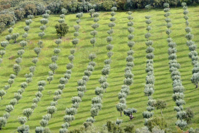 Olive trees